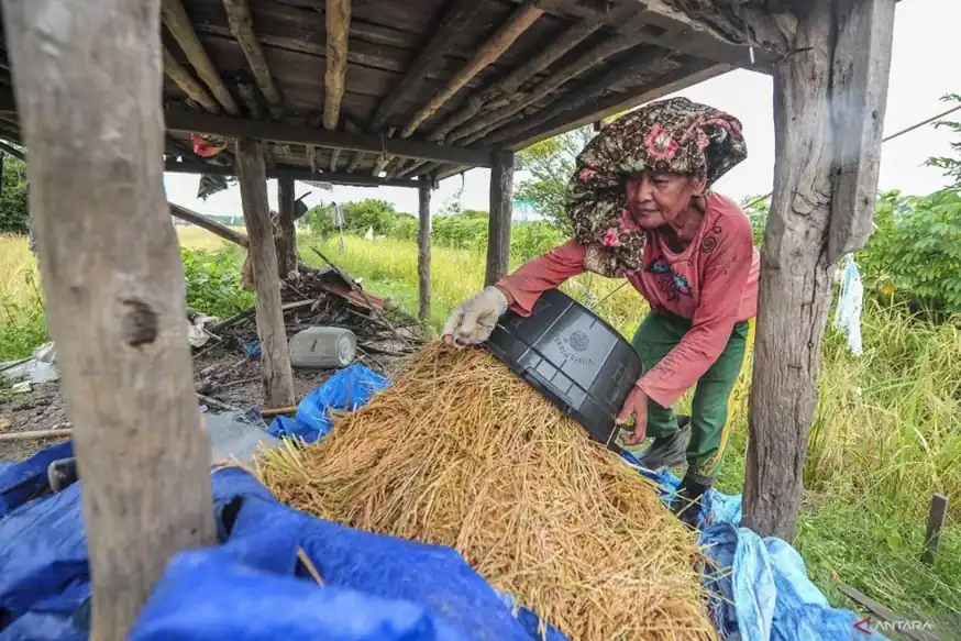 Swasembada Beras, Komisi IV Ingatkan Stabilitas Produksi dan Kesejahteraan Petani Petani menuangkan hasil panen padi di kawasan persawahan Desa Niaso, Muaro Jambi, Jambi, Selasa (12/11/2024). (Foto: Tutur/Antara)