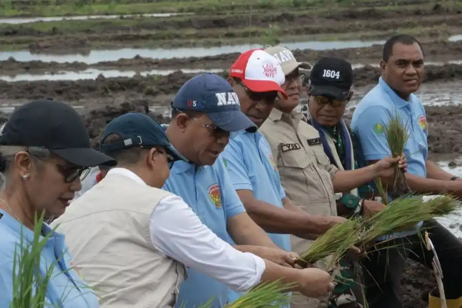 Gerakan Tanam Padi Serentak NTT Dorong Swasembada Pangan, Target Produksi Tembus 1,18 Juta Ton GKG