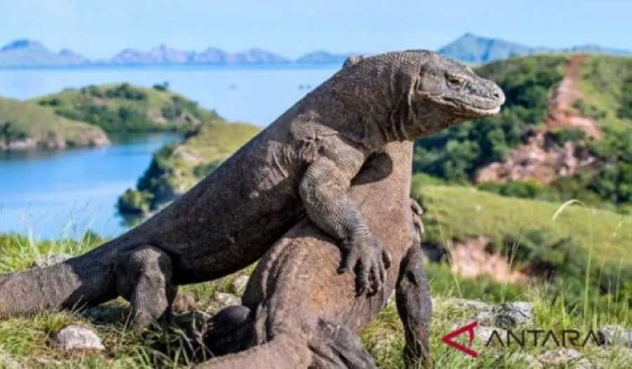 Terungkap, Sindikat Internasional Jual Beli Komodo ke Thailand