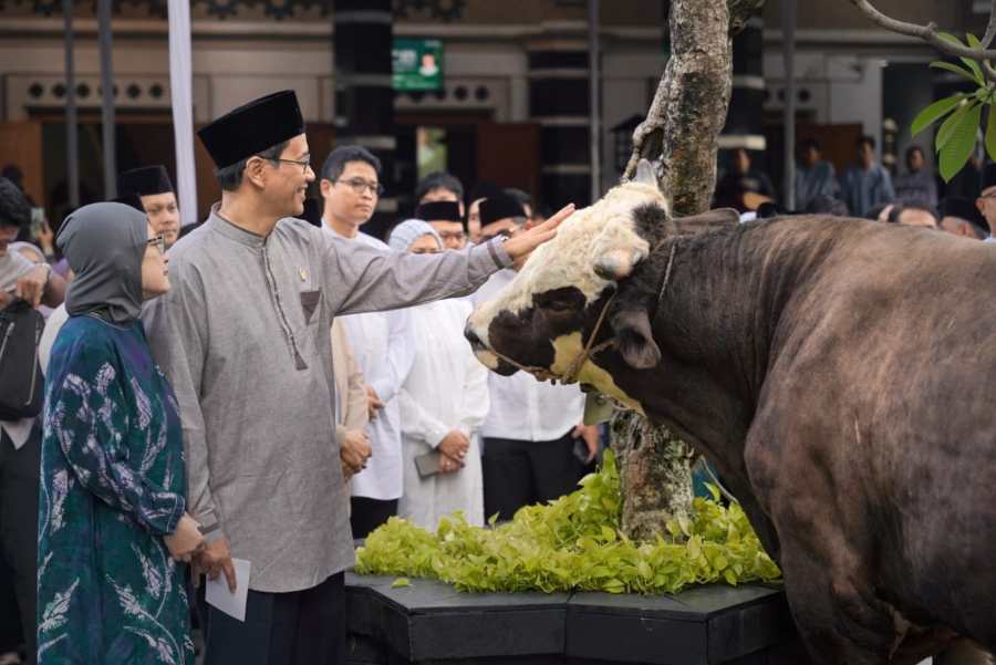 Purbaya Kurban Sapi Crossing Simental Berat 868 Kilogram