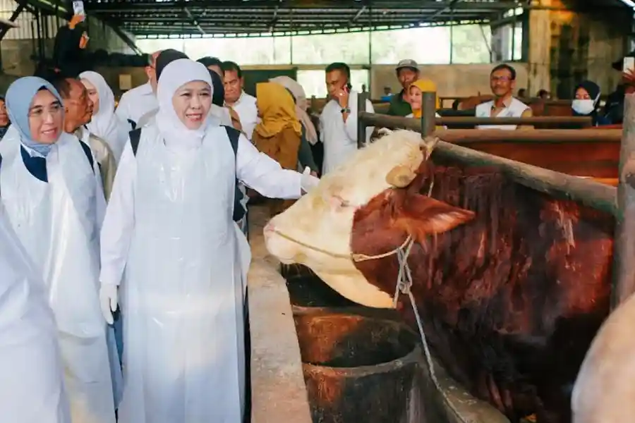 Khofifah Tinjau Sentra Ternak Sapi di Bojonegoro Jelang Idul Adha 2026, Pastikan Hewan Kurban Sehat dan Aman Khofifah meninjau sentra ternak sapi di Bojonegoro untuk memastikan hewan kurban sehat, aman, dan distribusi Idul Adha berjalan lancar.