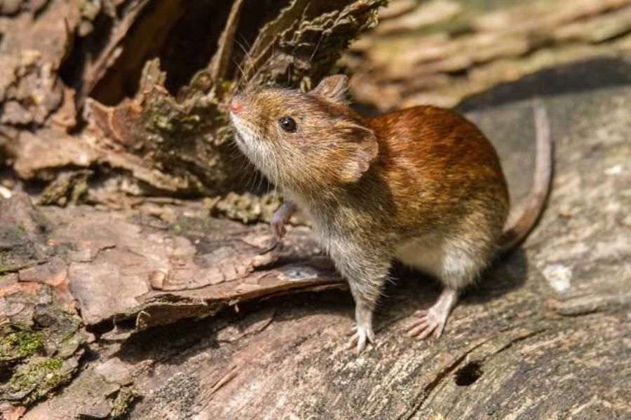 Sejarah Hantavirus: Dari Perang Korea hingga Jadi Ancaman Global