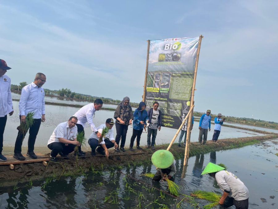 PGN, BRIN, dan Pemkab Batang Kembangkan Minapadi Salin (Foto: Tutur/ PGN)